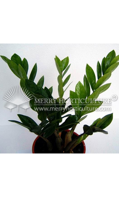 zamioculcas zamiifolia 1